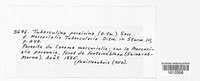 Tuberculina persicina image